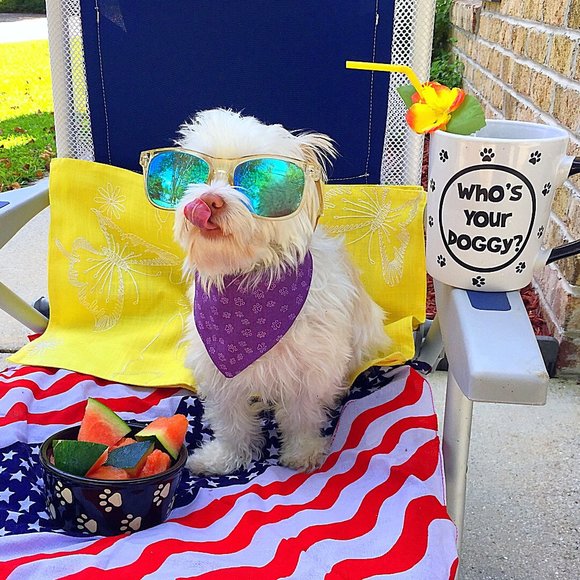 Handmade colorful snap on reversible dog bandana size: XXS - Picture 4 of 4